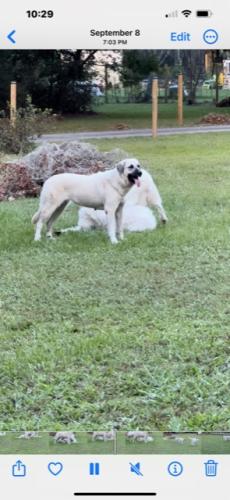 Lost Female Dog last seen Pinemount and Magical terr, Lake City, FL 32055