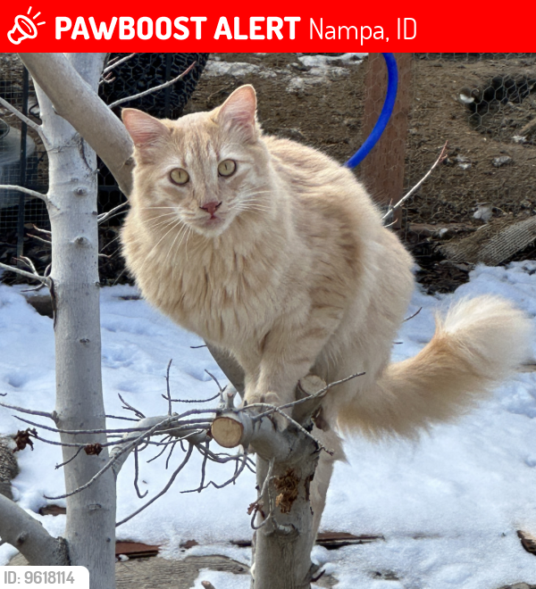 Lost Male Cat last seen W Stanley Creek and W Blakes Creek Ave, Nampa, ID 83686
