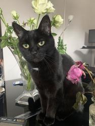 Lost Female Cat last seen Hawthorn Way, Grange Hill, Essex, England IG7 4GP
