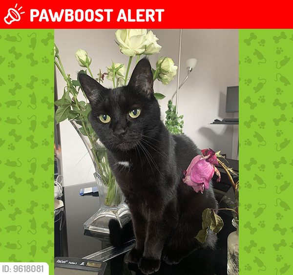 Lost Female Cat last seen Hawthorn Way, Grange Hill, Essex, England IG7 4GP