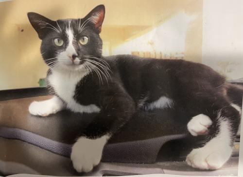 Lost Male Cat last seen Commercial and 31st, Fort Lauderdale, FL 33309