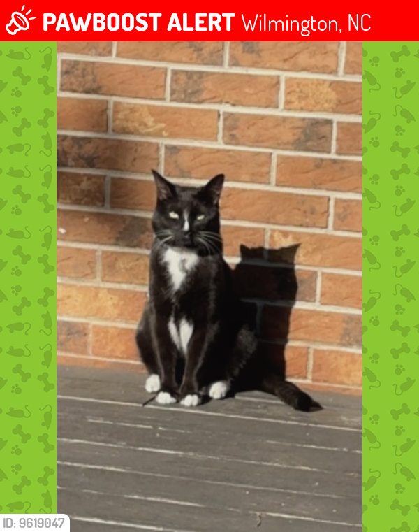 Lost Male Cat last seen The Hawthorne at Indy West off of Independence Blvd, Wilmington, NC 28412