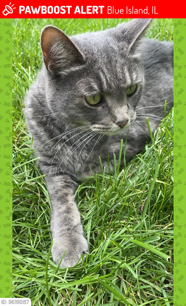 Lost Female Cat last seen 127th and western ave , Blue Island, IL 60406