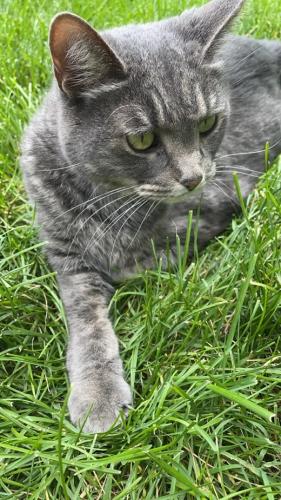Lost Female Cat last seen 127th and western ave , Blue Island, IL 60406