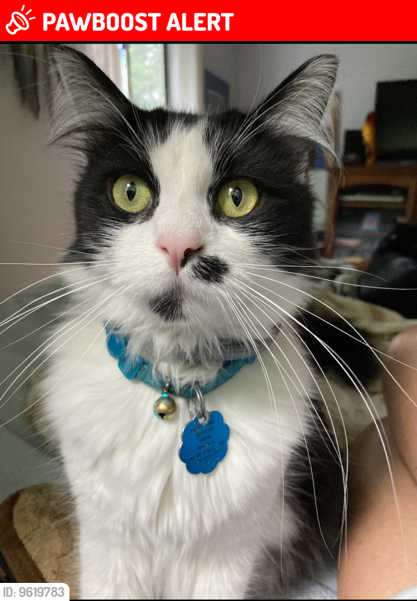 Lost Male Cat last seen Hope Lane, New Stock Rd & Jupiter Rd, Buncombe County, NC 28787