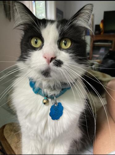 Lost Male Cat last seen Hope Lane, New Stock Rd & Jupiter Rd, Buncombe County, NC 28787
