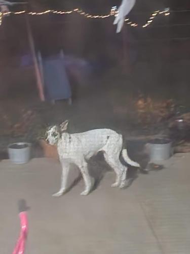 Lost Female Dog last seen Near Battle Lake Rd and Hwy 6, Riesel, TX 76682