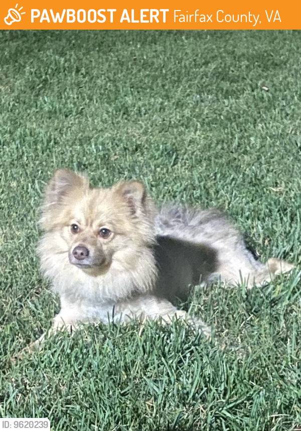 Found/Stray Male Dog last seen Old Columbia pike , Fairfax County, VA 22003