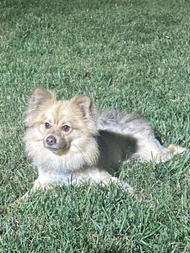 Found/Stray Male Dog last seen Old Columbia pike , Fairfax County, VA 22003