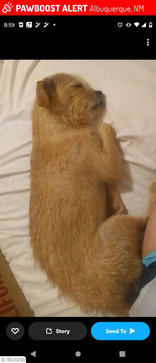 Lost Female Dog last seen Arno on Broadway, Albuquerque, NM 87102