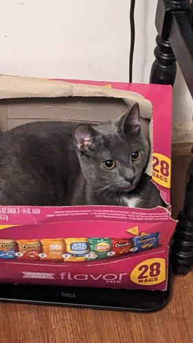 Lost Male Cat last seen Dusty Lane and Manning Rd E, Accokeek, MD 20607