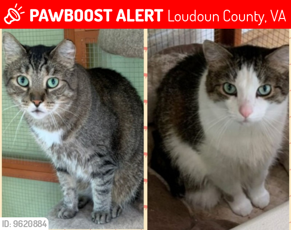 Lost Female Cat last seen Near Ridgeside Rd and Foggy Bottom Road, Loudoun County, VA 20135