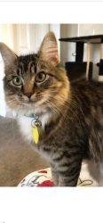 Lost Female Cat last seen Near Mace Rd, Maple Terrace apmt complex parking lot, Medford, OR 97501