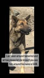 Reunited Male Dog last seen Fontana, CA, USA, Fontana, CA 92335