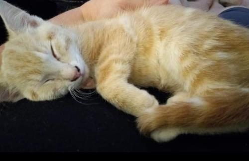 Lost Male Cat last seen Windtree Road , Greenwood, SC 29649