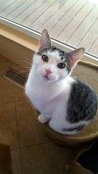 Lost Male Cat last seen Beach Dr E & Ahlstrom Dr E, Port Orchard Wa, Port Orchard, WA 98366