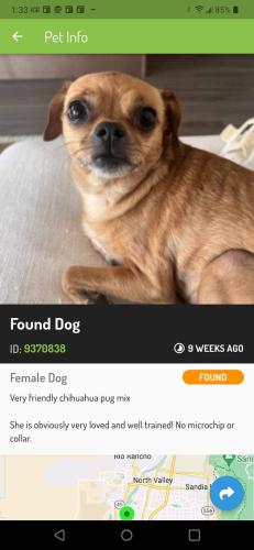 Lost Female Dog last seen Rio Grande Walgreens , Albuquerque, NM 87104
