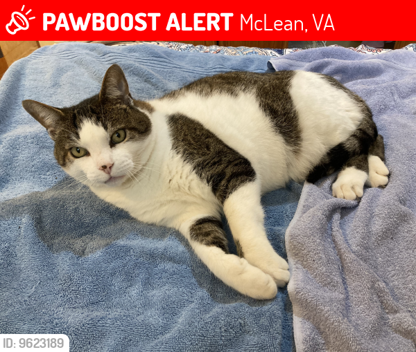Lost Male Cat last seen Safeway Anderson Rd McLean, McLean, VA 22102