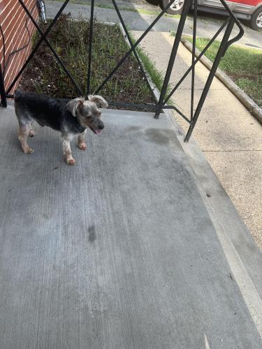 Lost Male Dog last seen County road and Marlboro pike, District Heights, MD 20747