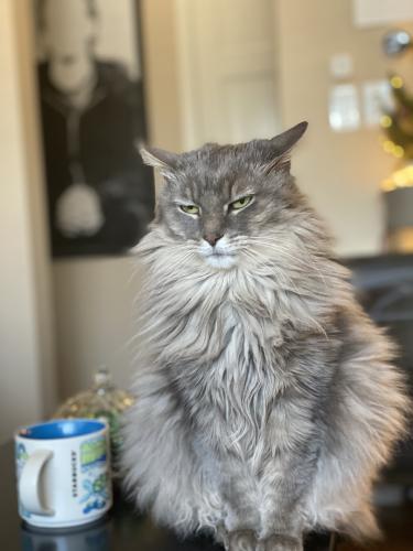 Lost Male Cat last seen Morse Park, 20th & Carr, Lakewood, CO 80214