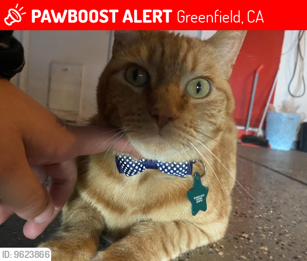 Lost Male Cat last seen Thorp Avenue, Greenfield, CA 93927