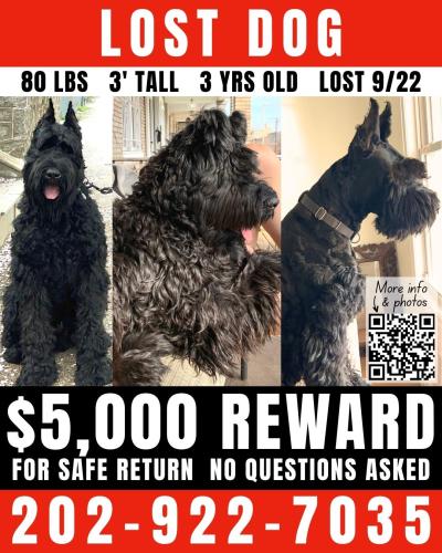 Lost Male Dog last seen Near Livingston Rd, Fort Washington, MD 20744 Copy address, Fort Washington, MD 20744