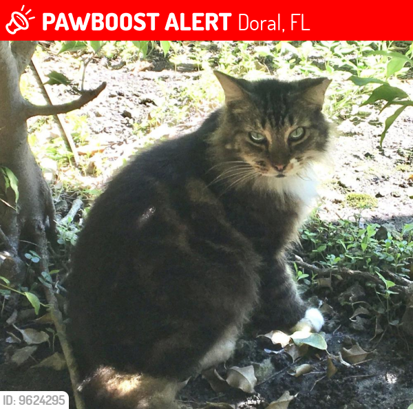 Lost Female Cat last seen NW 36 Street & NW 84 Ave, Doral, FL 33166