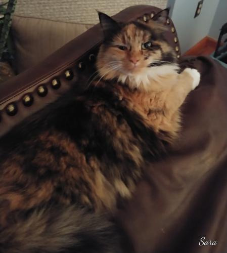 Lost Female Cat last seen 4th Street and Morison , Charles Town, WV 25414