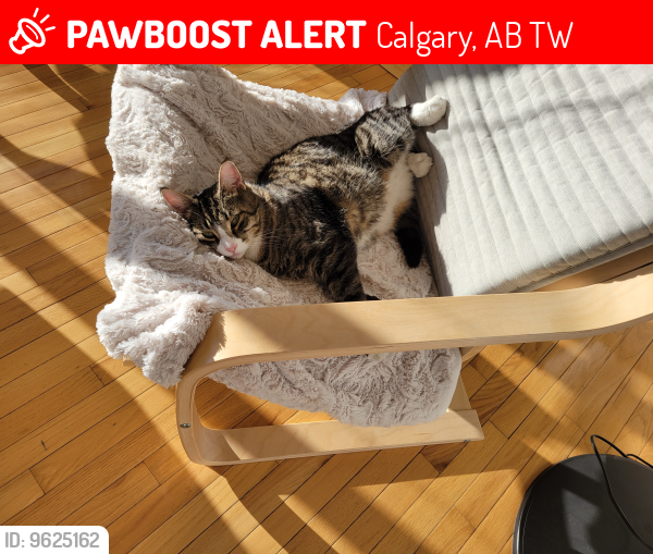 Lost Male Cat last seen Woodpark Blvd; Woodside Circle , Calgary, AB T2W