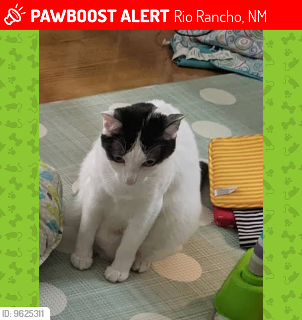 Lost Female Cat last seen Loma colorado neighborhood, near rr sports complex park on high resort, Rio Rancho, NM 87124