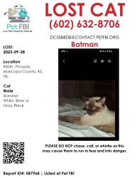 Reunited Male Cat last seen Baseline Rd and 12th Ave, Phoenix, AZ 85041