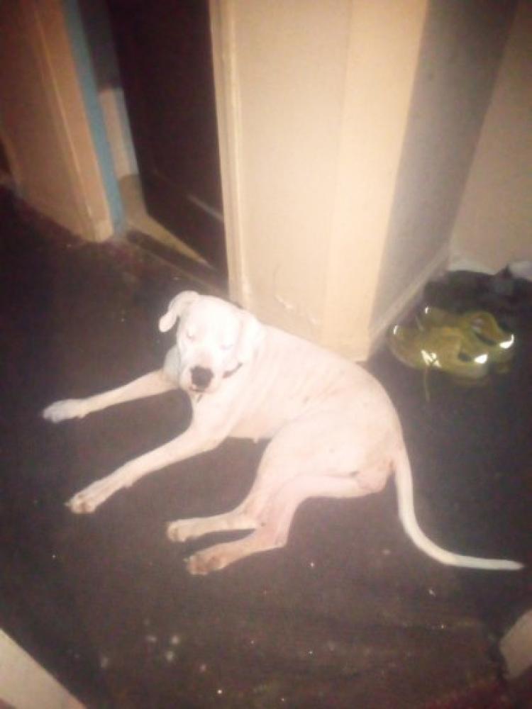 Shelter Stray Female Dog last seen Near Downing Street NE 20018, NE, DC, Washington, DC 20011