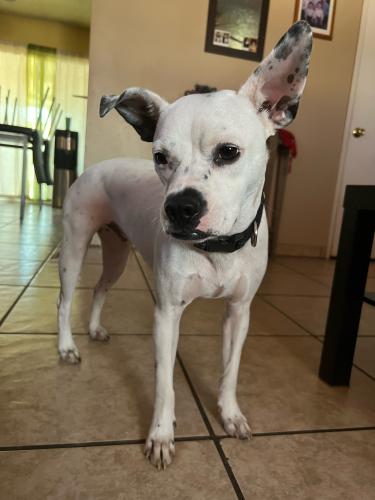 Lost Male Dog last seen 19th Ave between Southern and Broadway, Phoenix, AZ 85041