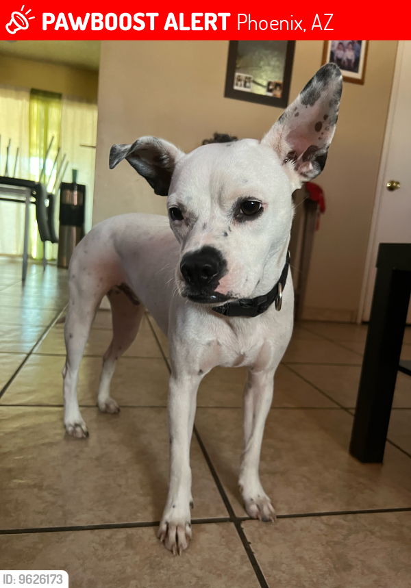 Lost Male Dog last seen 19th Ave between Southern and Broadway, Phoenix, AZ 85041