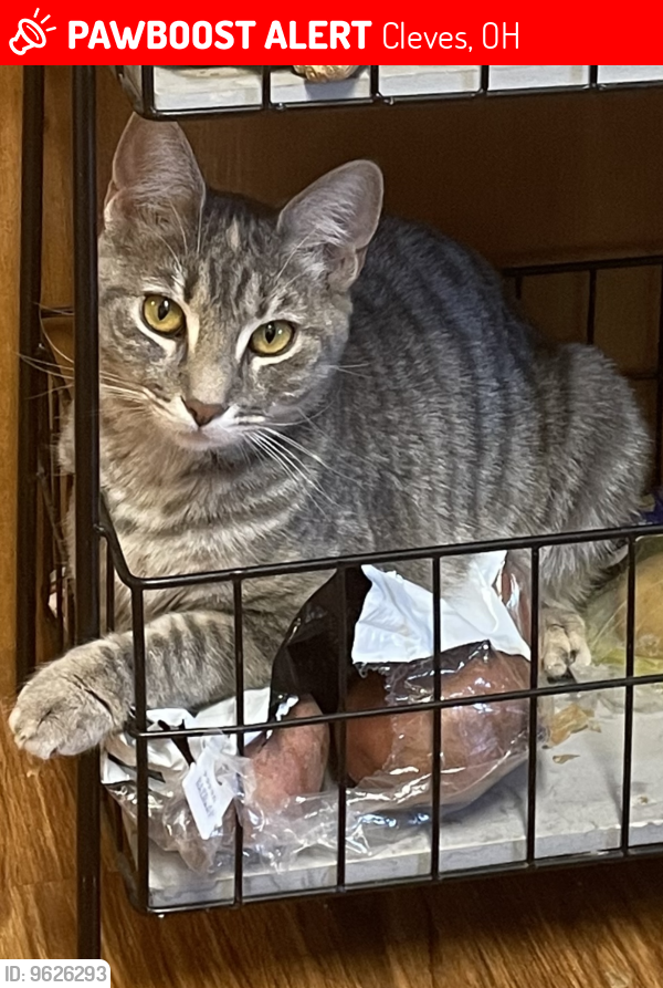 Lost Female Cat last seen Miamiview apmts , Cleves, OH 45002