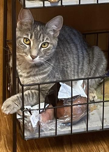 Lost Female Cat last seen Miamiview apmts , Cleves, OH 45002