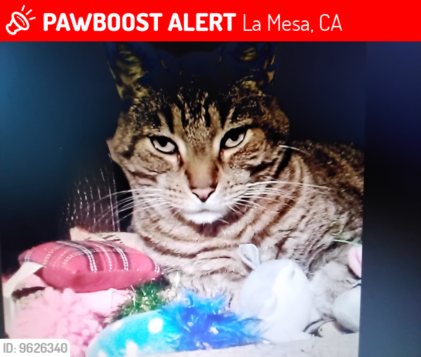 Lost Male Cat last seen Parks and University Ave in LA Mesa CA. 91941, La Mesa, CA 91941