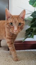 Lost Male Cat last seen Westview Ct, Menomonee Falls, WI 53051
