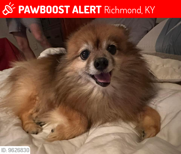 Lost Male Dog last seen Near Three Forks Road, Richmond, KY 40475