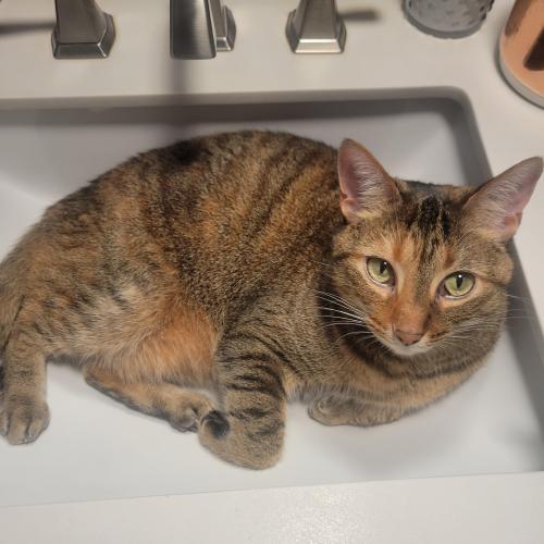 Lost Female Cat last seen Near Smith Cove Rd Lot 5, Candler, NC 28715