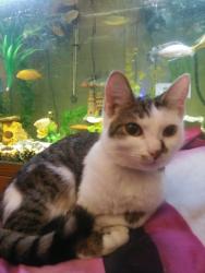 Lost Female Cat last seen Johnson and troll St., Sullivan, IN 47882