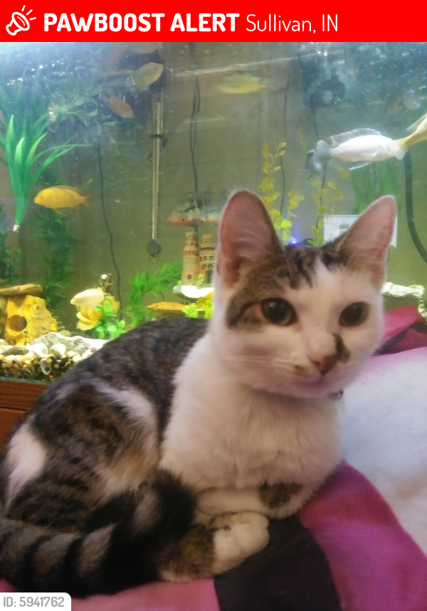 Lost Female Cat last seen Johnson and troll St., Sullivan, IN 47882