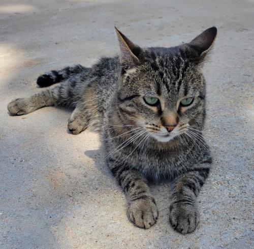 Lost Male Cat last seen Near 106th Street, Pleasant  Prairie, Pleasant Prairie, WI 53158