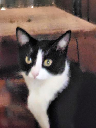 Lost Female Cat last seen Between Spout Springs Road & Flowery Branch High School on Hog Mtn Rd, Flowery Branch, GA 30542