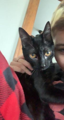 Lost Female Cat last seen Taylor , Racine, WI 53403