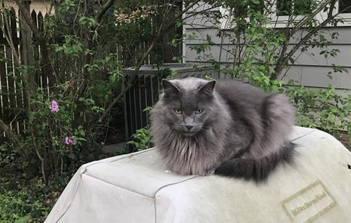 Lost Male Cat last seen North St. James Pkwy, Cleveland Heights, OH 44106