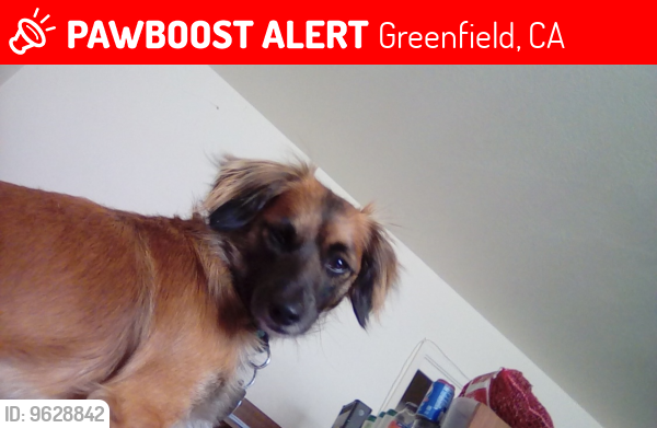 Lost Male Dog last seen Calaveras Way, Greenfield, CA 93927