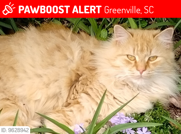 Lost Male Cat last seen Farmington Dr., Bear Dr., Chestnut Hills area, Greenville, SC 29605