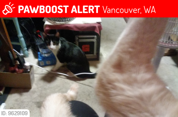 Lost Male Cat last seen 136th Ave WinCo parking area surrounding, Vancouver, WA 98684