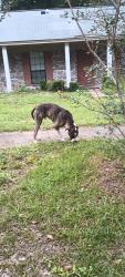 Reunited Male Dog last seen Deborah Drive Pensacola Florida 32514, Pensacola, FL 32514